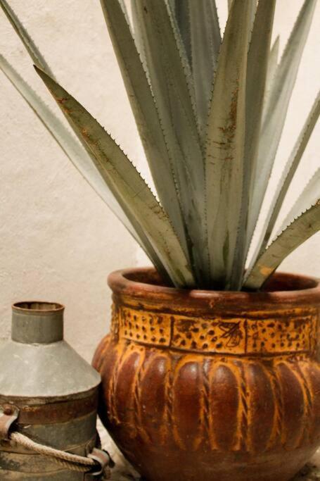New Mex Inspired Bo-Ho Chic Apartment With Private Patio And Roof Terrace Mexico City Luaran gambar